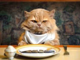 gatto che non mangia, cause e rimedi